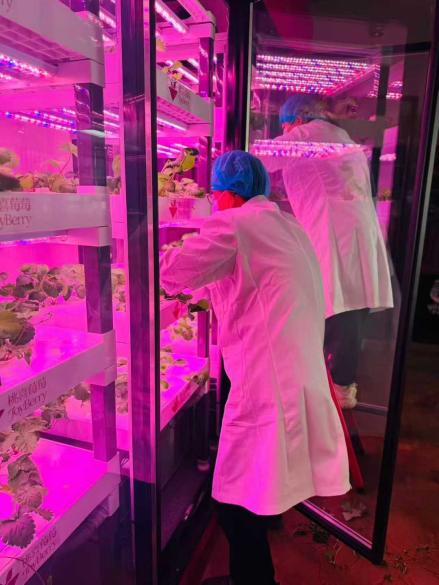 jiaxing-strawberry-lab-3.jpg